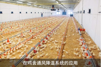 雞舍通風(fēng)降溫系統(tǒng)怎樣能達(dá)到最好的通風(fēng)效果？